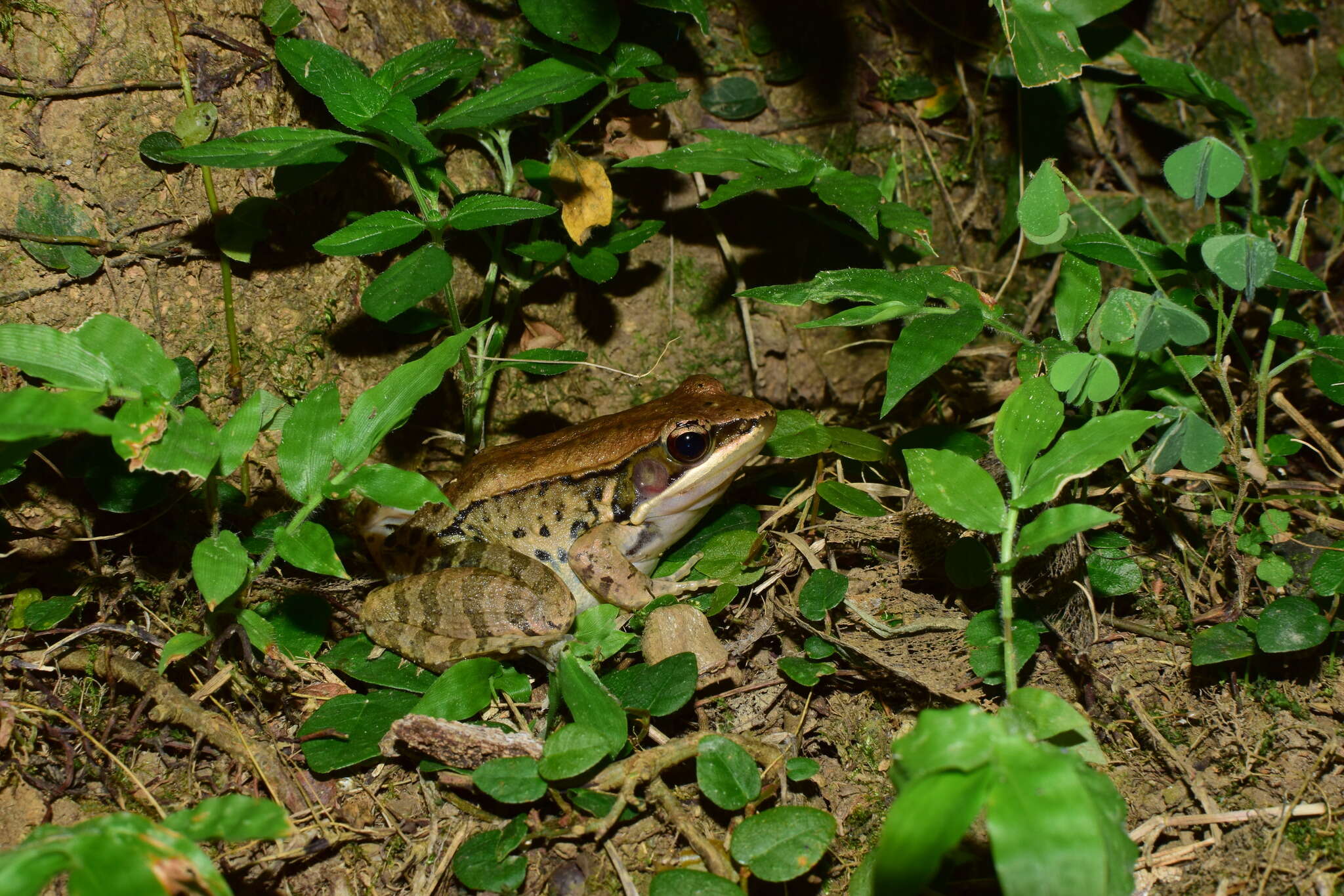Image of Nidirana mangveni
