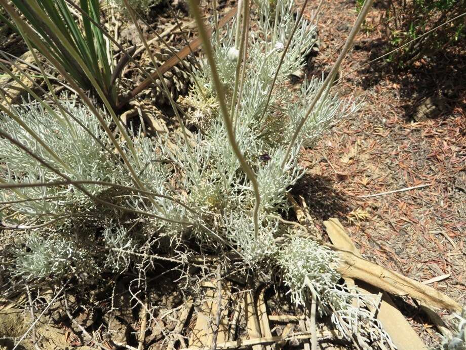 Image of Lace-Leaf Ursinia