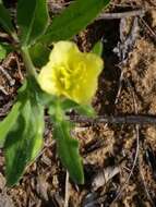 Imagem de Oenothera laciniata Hill