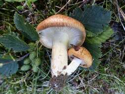 Image of Lactarius zonarioides Kühner & Romagn. 1953