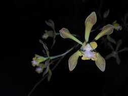 Image of Encyclia alata subsp. parviflora (Regel) Dressler & G. E. Pollard