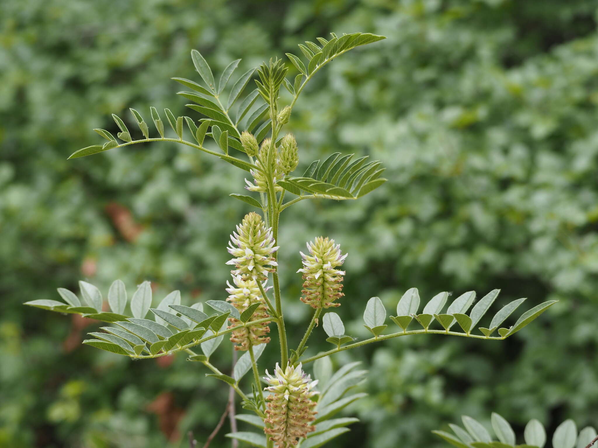 Image of American licorice