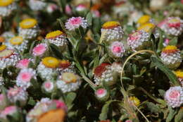 Image de Helichrysum argyrosphaerum DC.