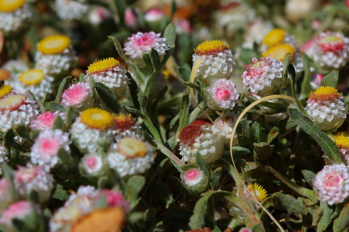 Image of Rosebud everlasting