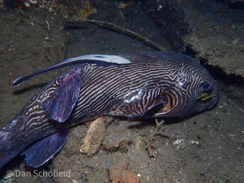 Image of Many-lined pufferfish