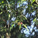 Sivun Cordia ecalyculata Vell. kuva