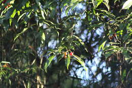 Image of Cordia ecalyculata Vell.