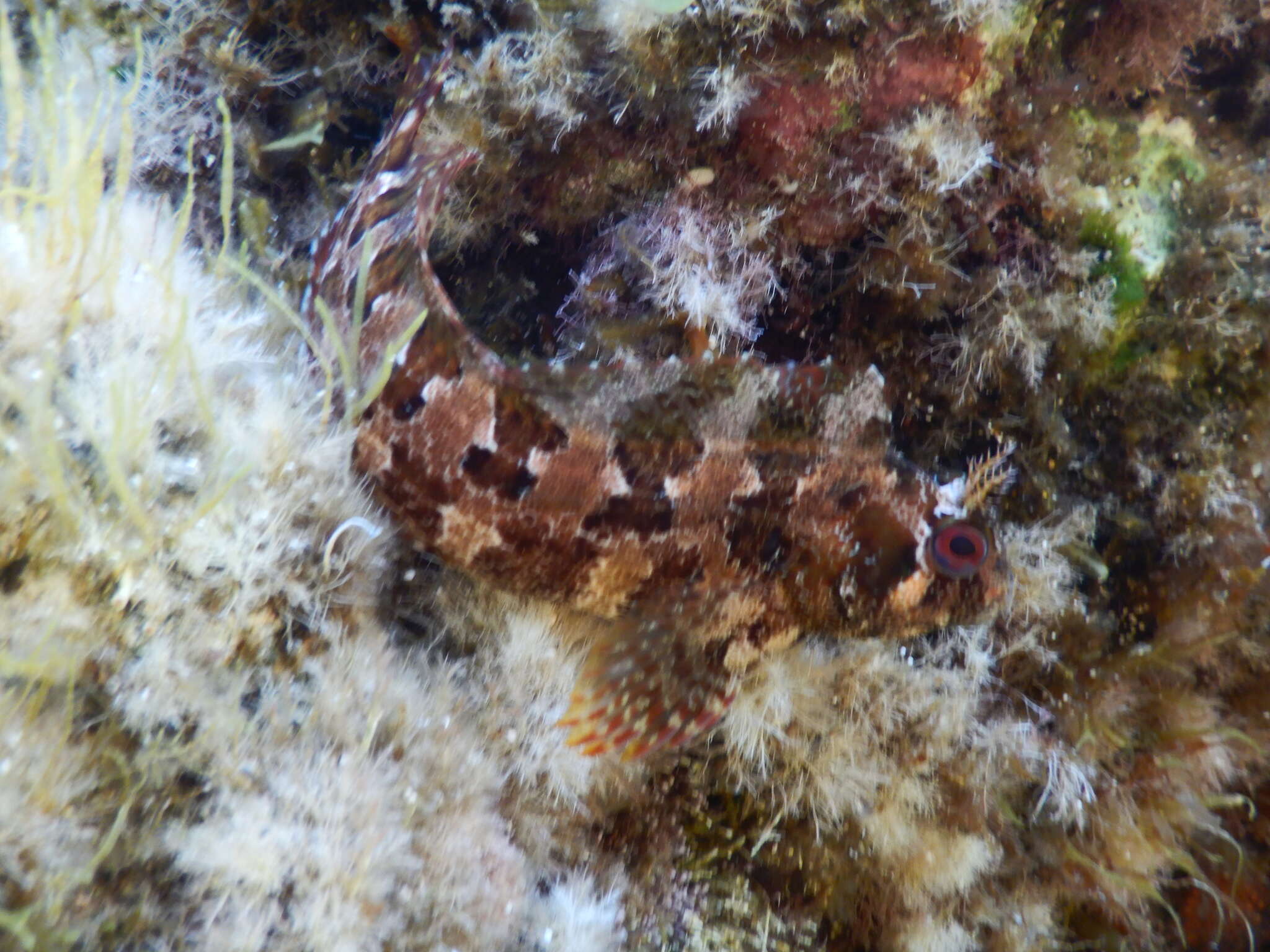 Image of Tompot Blenny