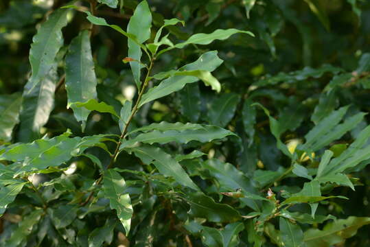 Слика од Lithocarpus hancei (Benth.) Rehder