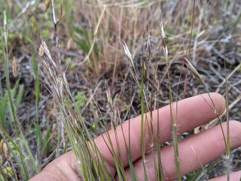 Image de Danthonia unispicata (Thurb.) Munro ex Macoun