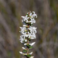 Sivun Styphelia exarrhena (F. Muell.) F. Muell. kuva