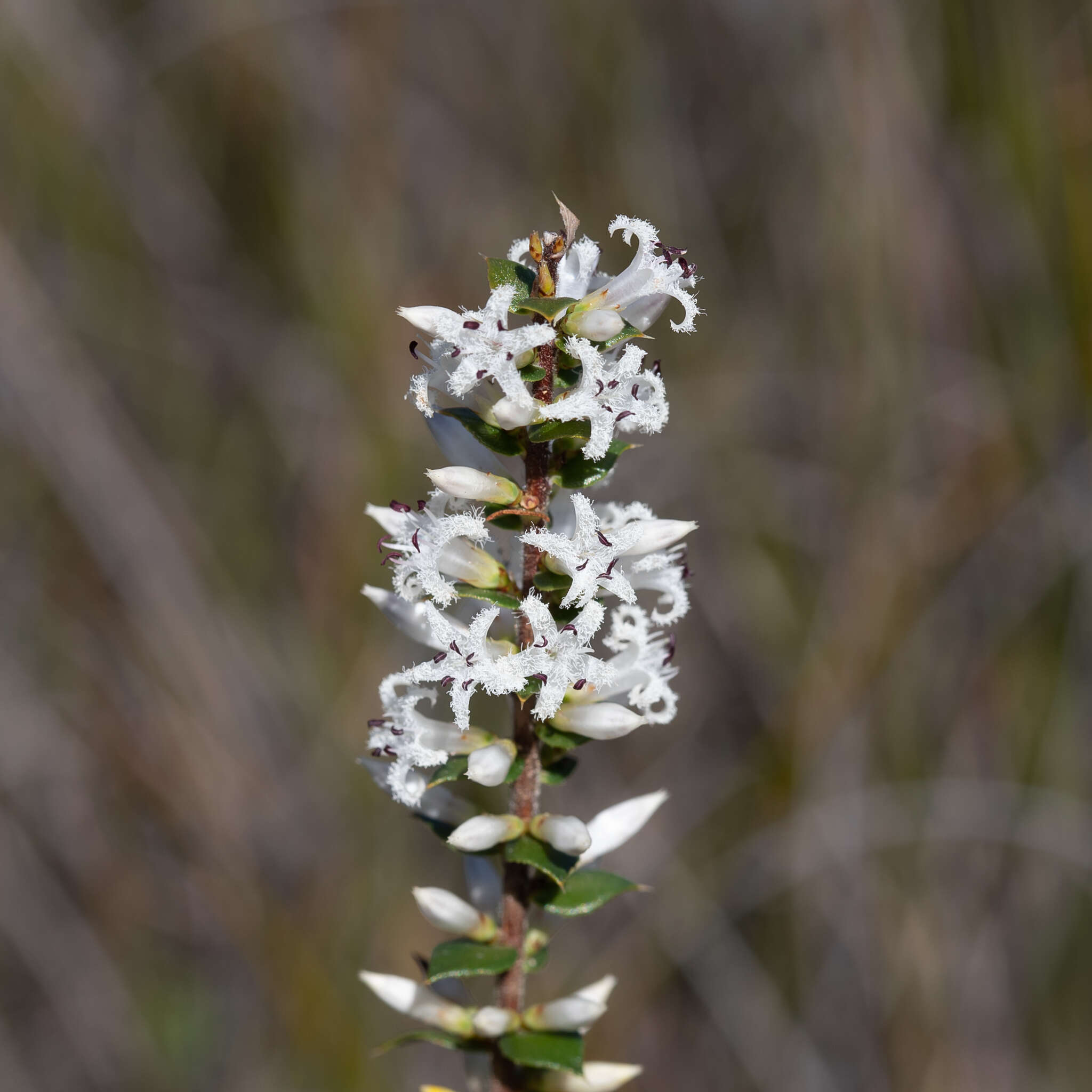 Image of Styphelia exarrhena (F. Muell.) F. Muell.