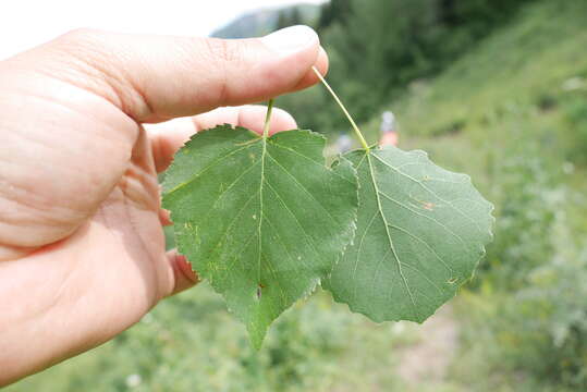 Imagem de Betula pubescens var. litwinowii (Doluch.) Ashburner & McAll.