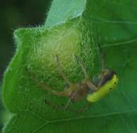 Image of Six-spotted Yellow Orbweaver