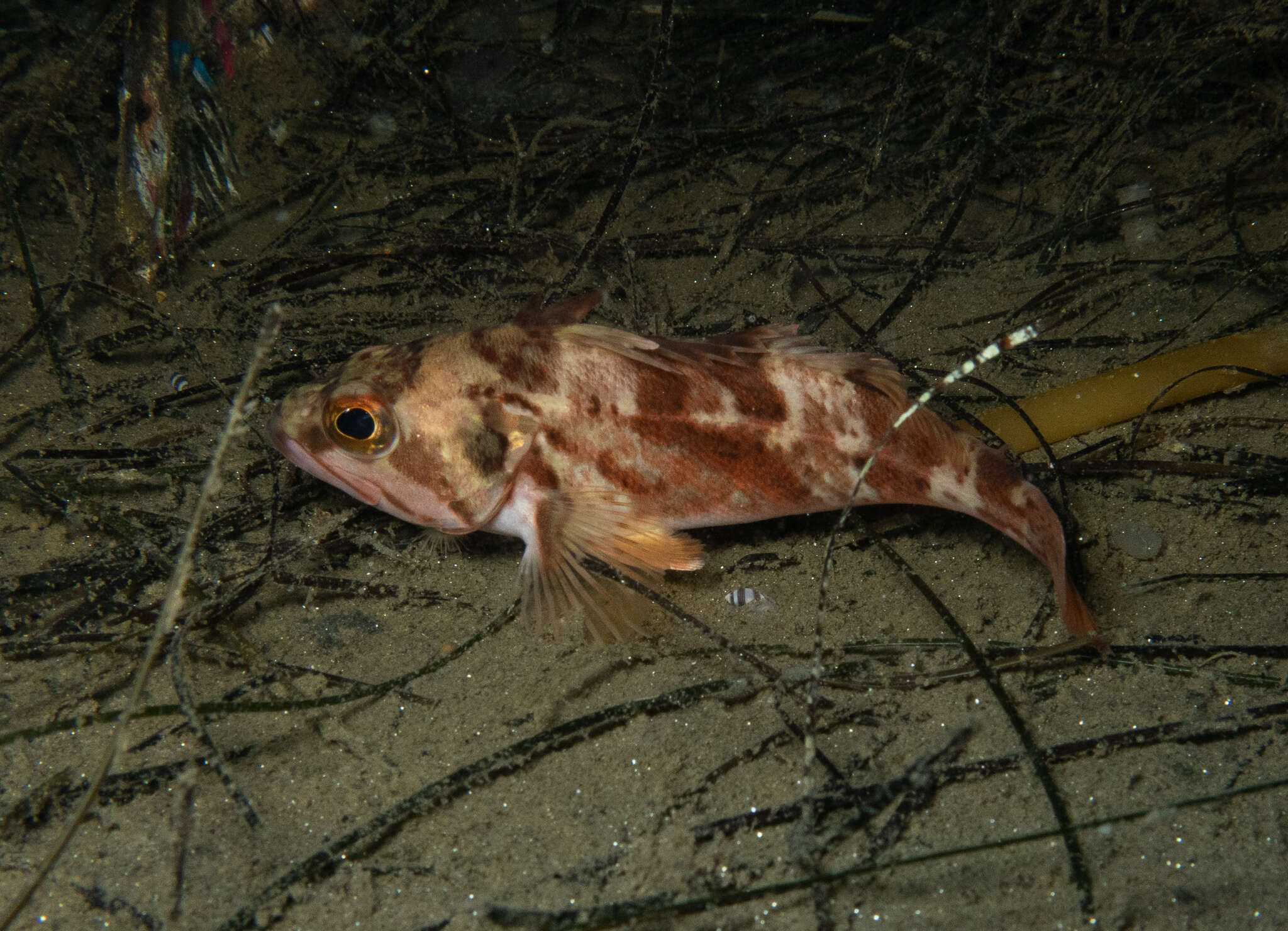 Image of Calico rockfish