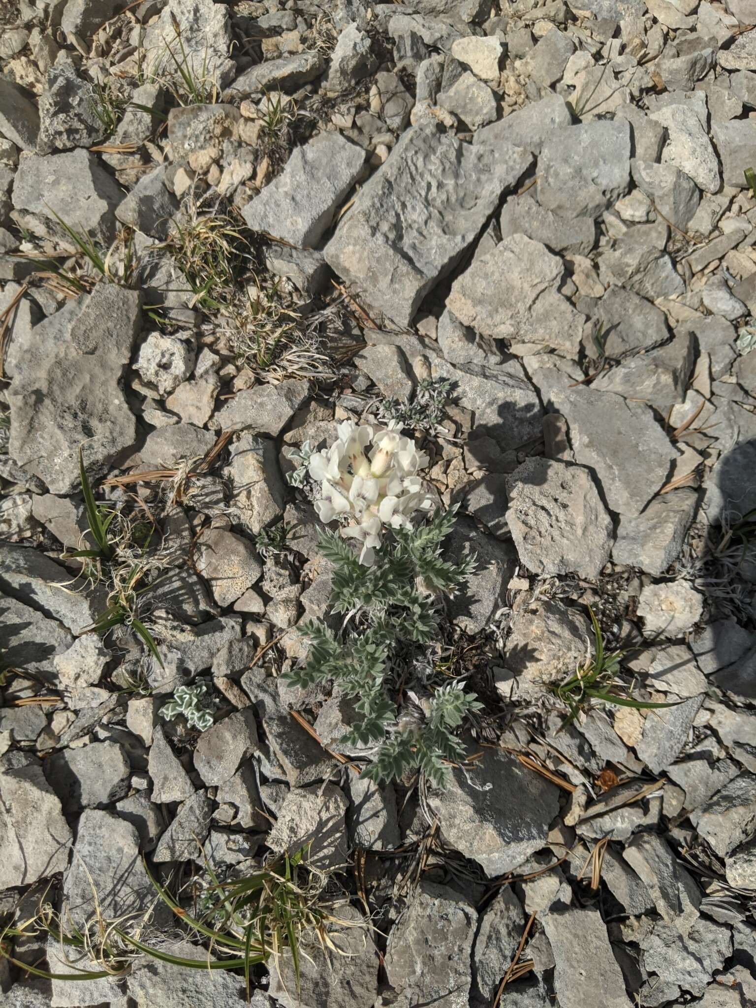 Image of <i>Oxytropis sericea</i> var. <i>speciosa</i> S. L. Welsh