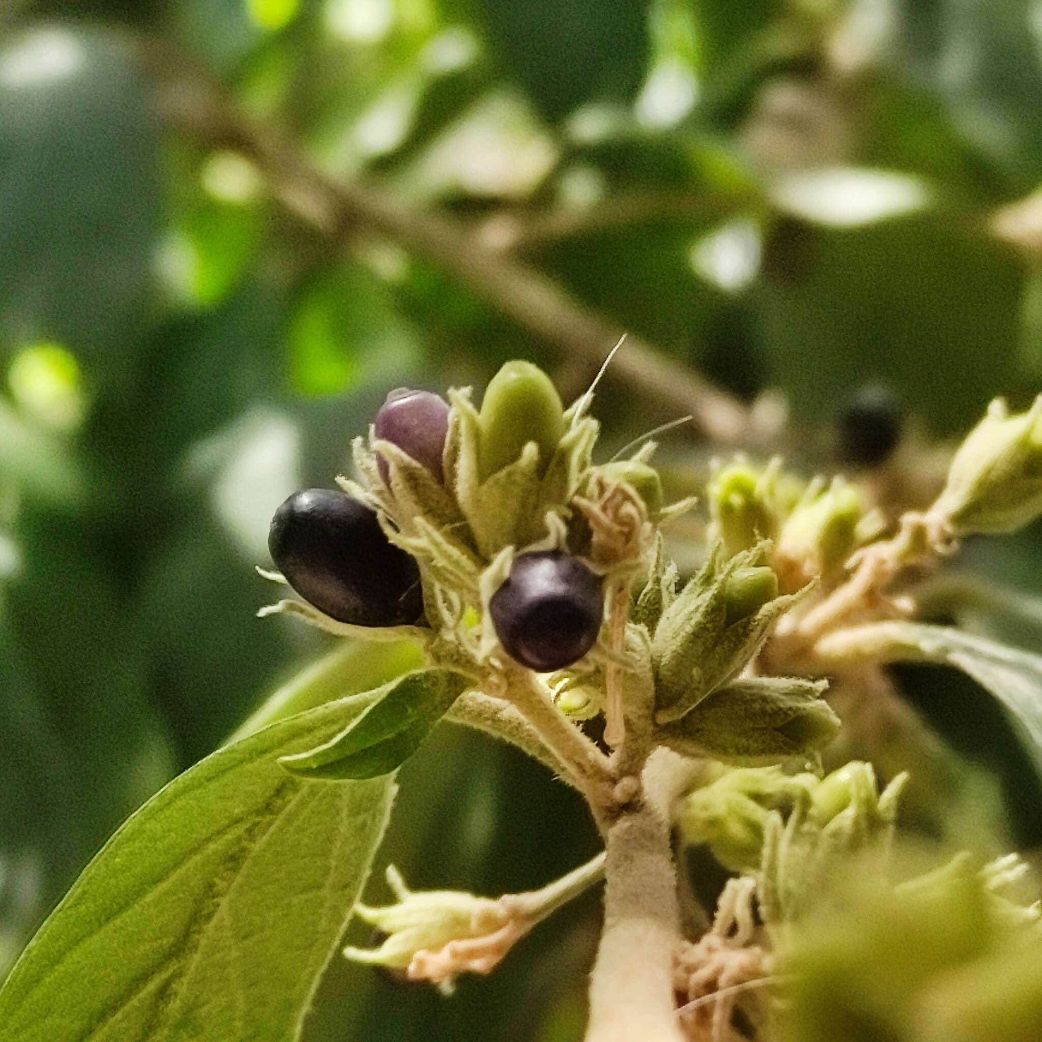 Image of Cestrum strigillatum Ruiz & Pav.