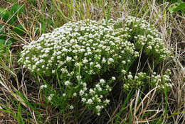 Image of Helichrysum asperum var. comosum (Sch. Bip.) Hilliard