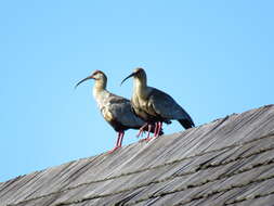 Image of Black-faced Ibis