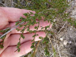 Imagem de Limonium scabrum (Thunb.) Kuntze