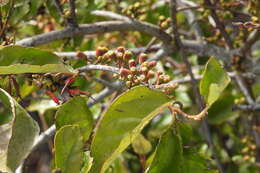 Image of Taxillus liquidambaricola (Hayata) Hosok.