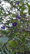 Image of Blue Potato Bush