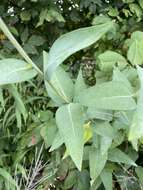 Silphium integrifolium var. laeve Torr. & A. Gray resmi