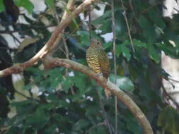 Image of African Emerald Cuckoo