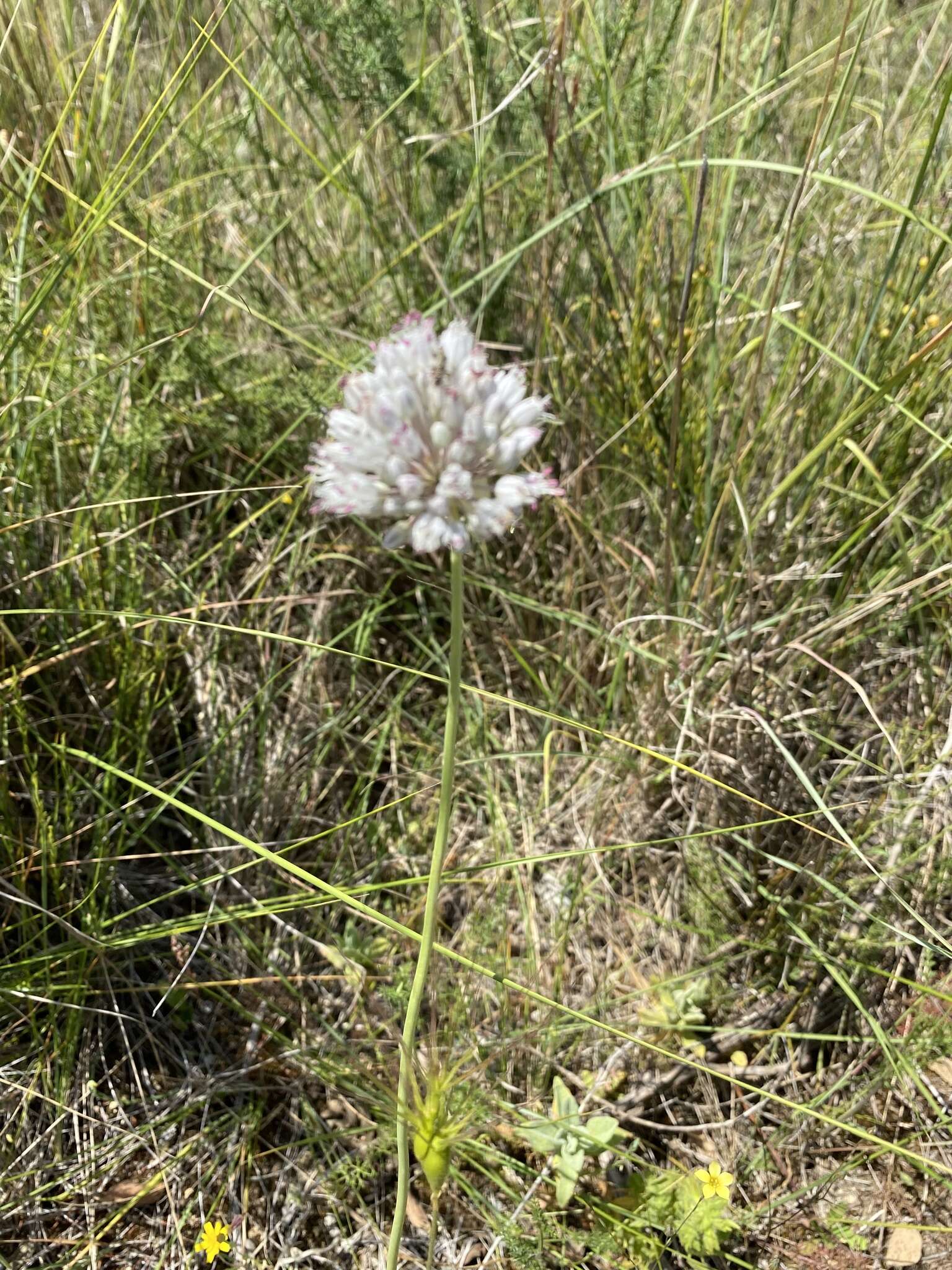 Imagem de Allium baeticum Boiss.