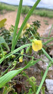 Image of annual vetchling
