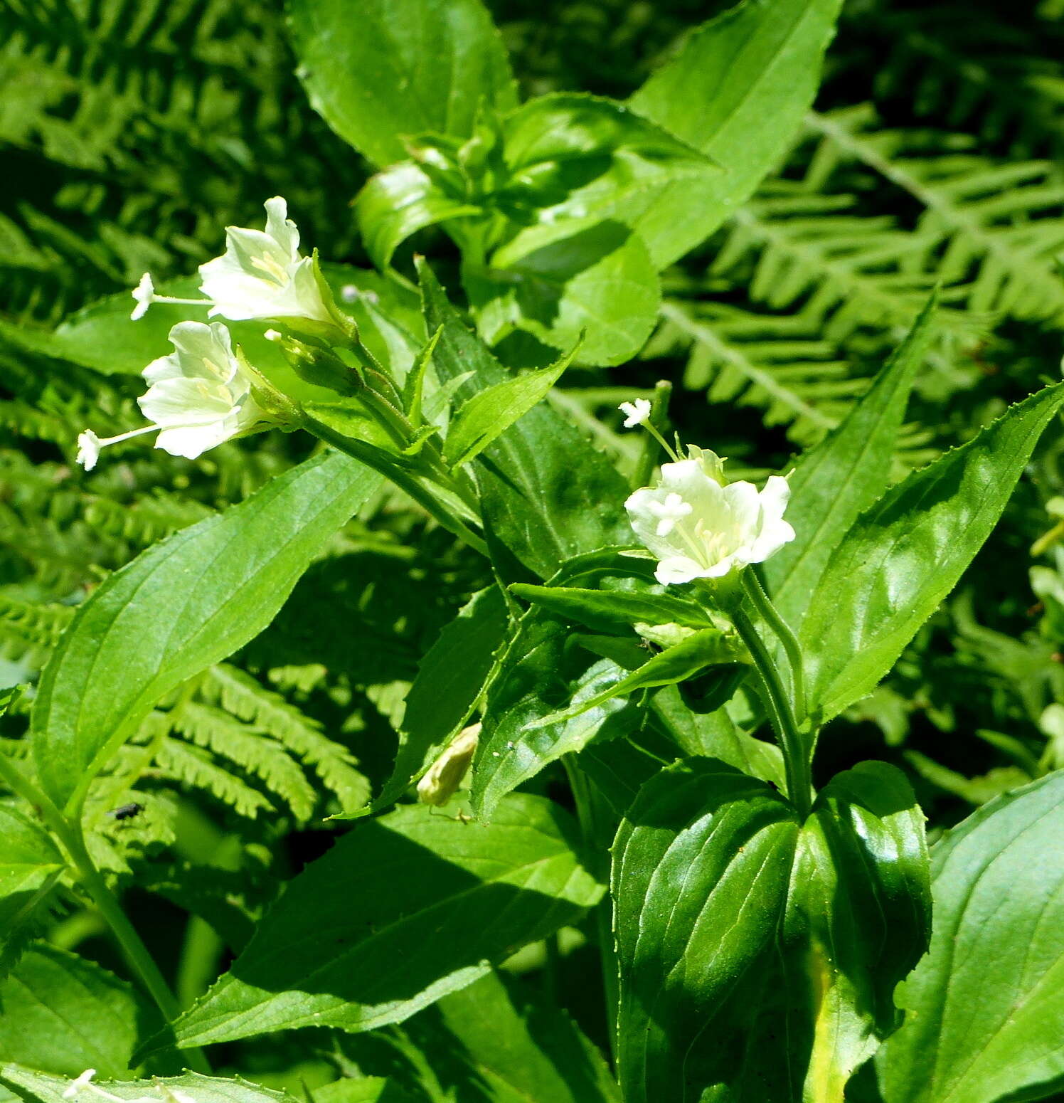 Epilobium luteum Pursh resmi