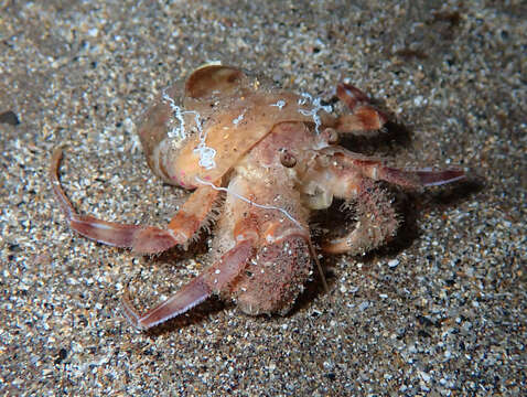 Image of Prideaux's hermit crab