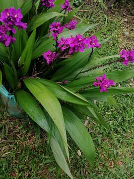 Imagem de Spathoglottis unguiculata (Labill.) Rchb. fil.