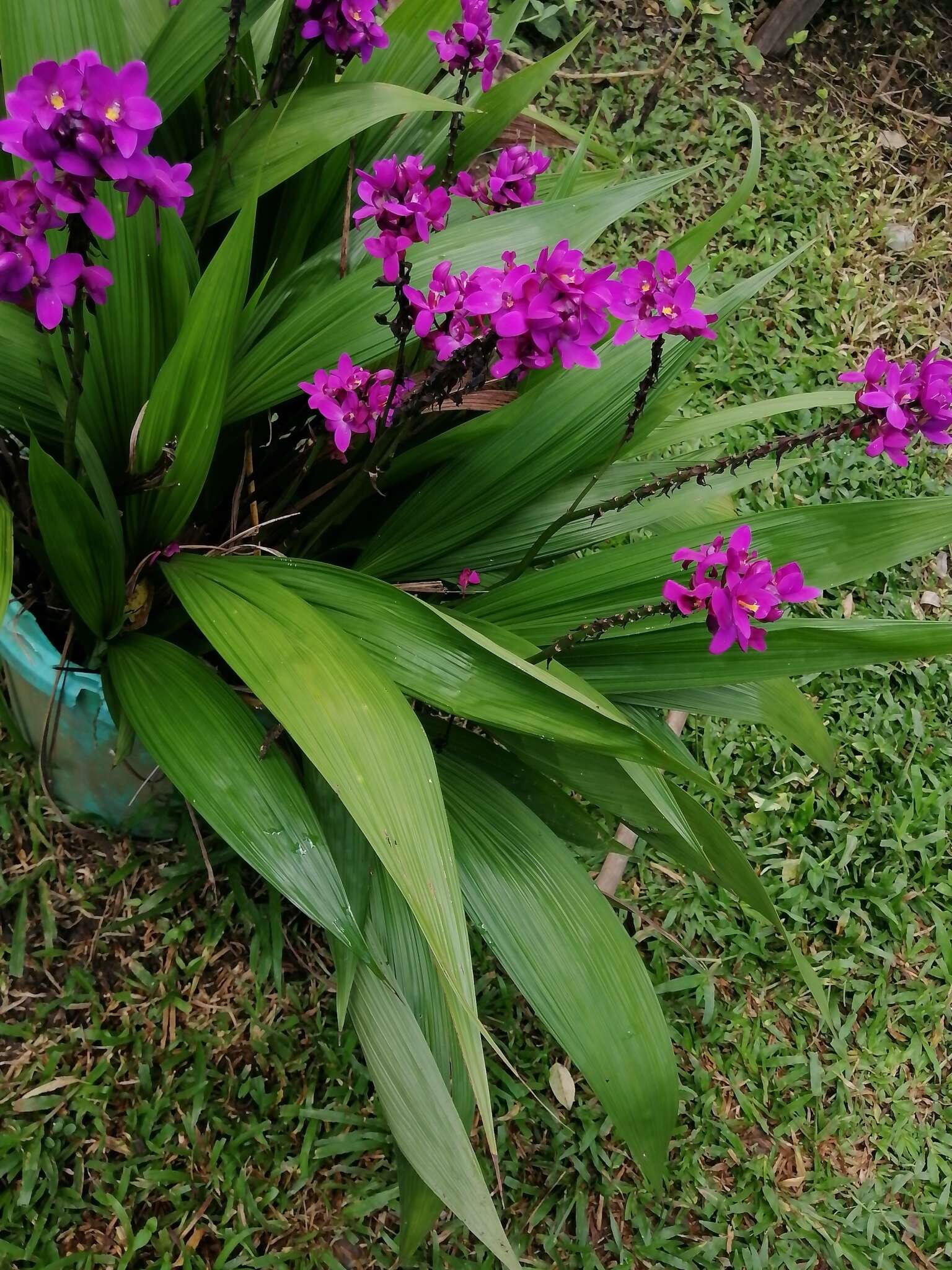 Image of Spathoglottis unguiculata (Labill.) Rchb. fil.