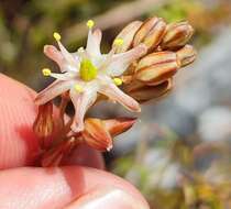 Image of Drimia salteri (Compton) J. C. Manning & Goldblatt