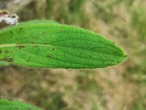 Image de Psiadia anchusifolia (Poir.) Cordem.