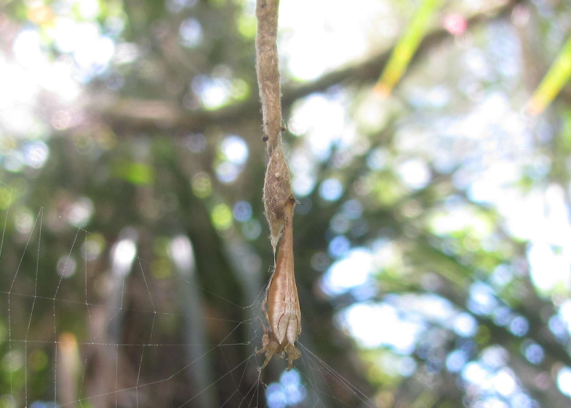 Image of Arachnura feredayi (L. Koch 1872)