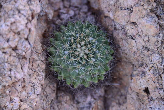 Image of Mammillaria petrophila subsp. baxteriana (H. E. Gates) D. R. Hunt