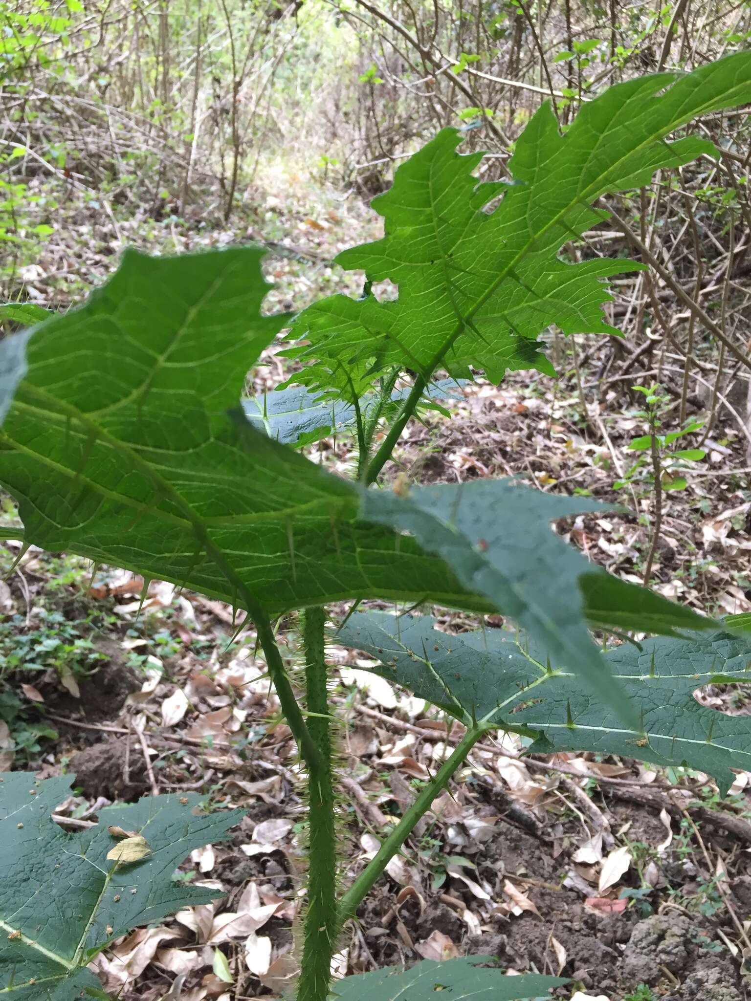 Sivun Solanum aculeatissimum Jacquin kuva