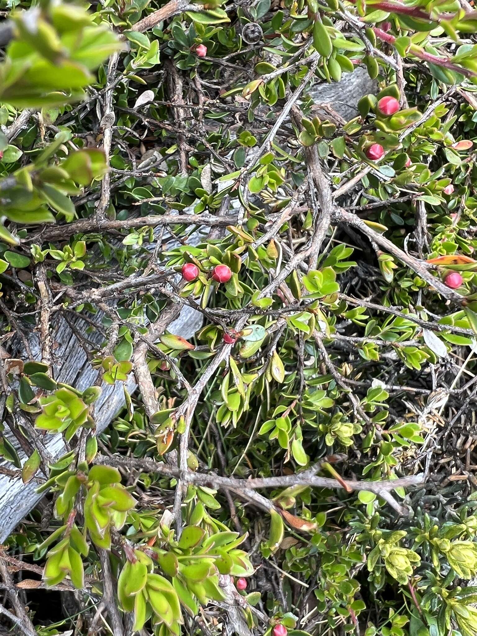 Sivun Leptospermum rupestre Hook. fil. kuva