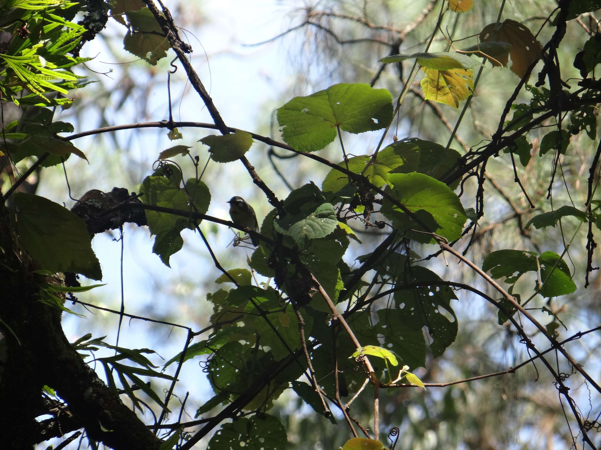 Image of Crescent-chested Warbler