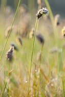 Imagem de Sesleria caerulea (L.) Ard.