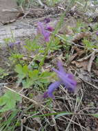 Imagem de Corydalis turtschaninovii Bess.