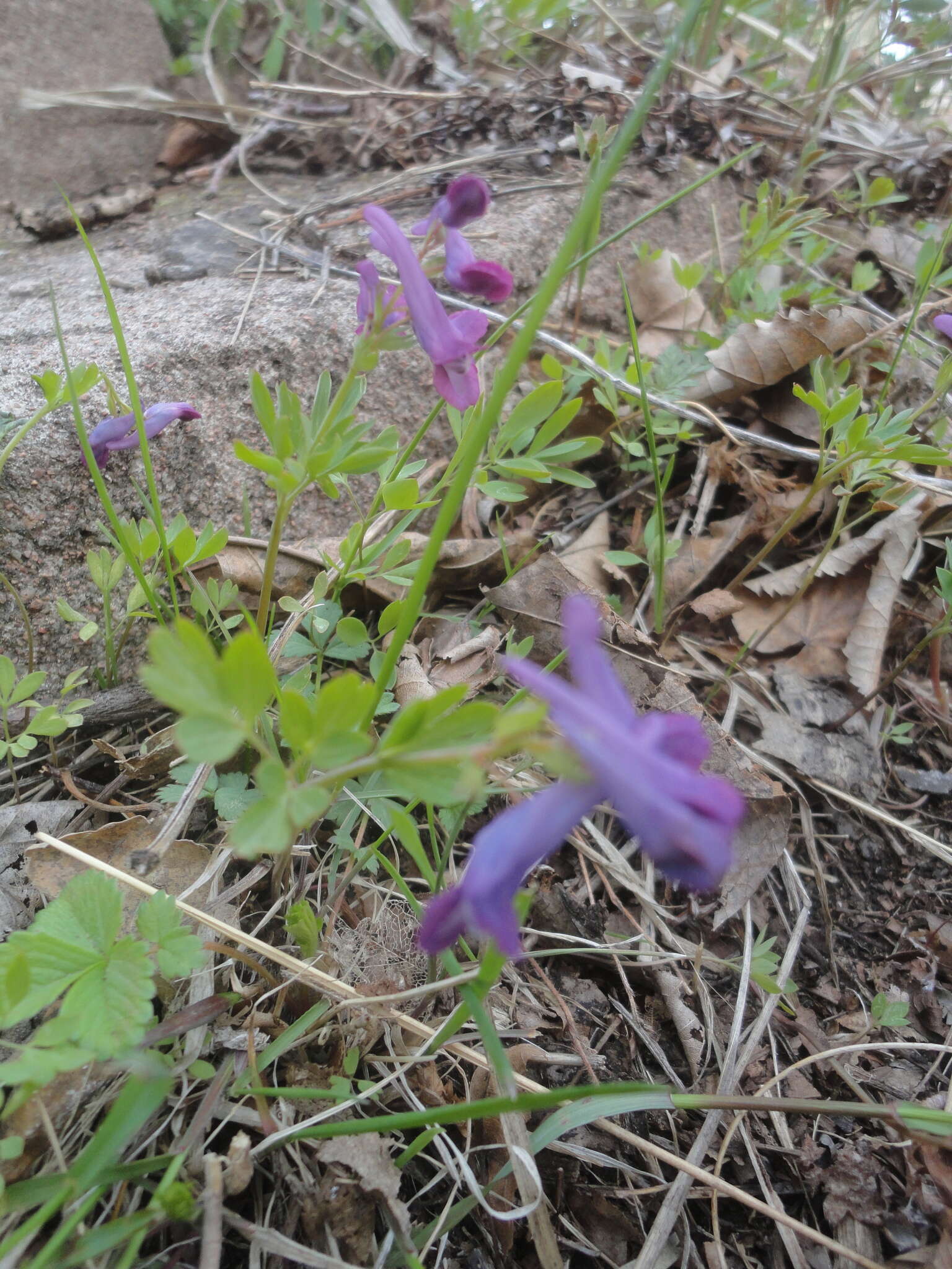 Imagem de Corydalis turtschaninovii Bess.