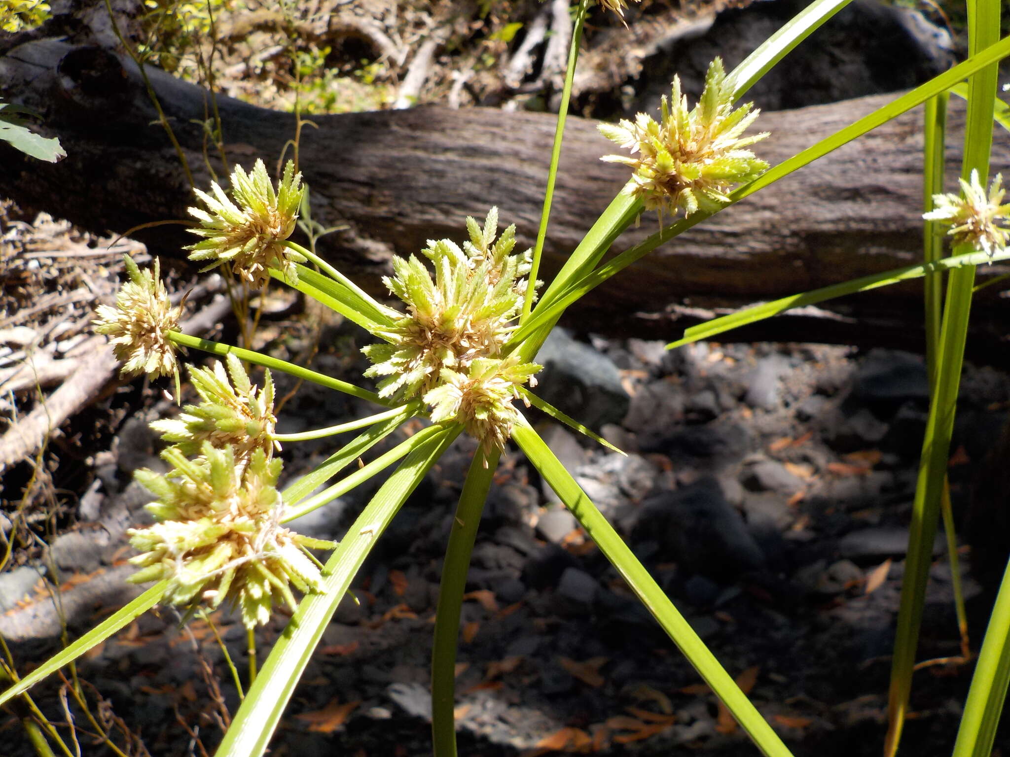 Image of Tall flatsedge