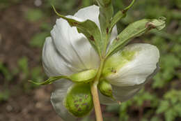 Image of Paeonia clusii subsp. rhodia (Stearn) Tsan.