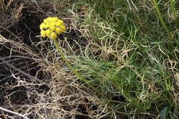 Image of Spellenberg's springparsley