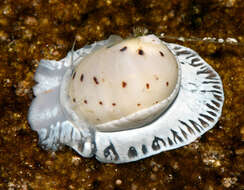 Image of Moon snail