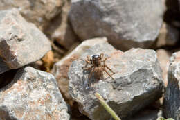 Image de Aelurillus leipoldae (Metzner 1999)