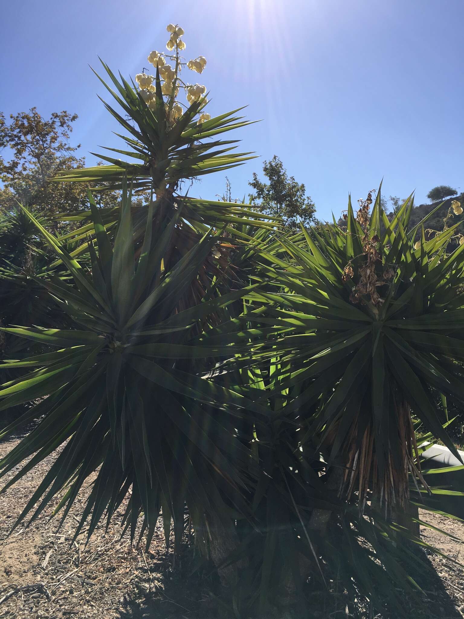 Plancia ëd Yucca gigantea Lem.